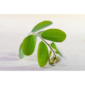 Ayurvedic Moringa Leaves